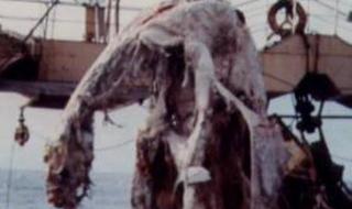 海底人真的存在吗 鲛人是否真实存在